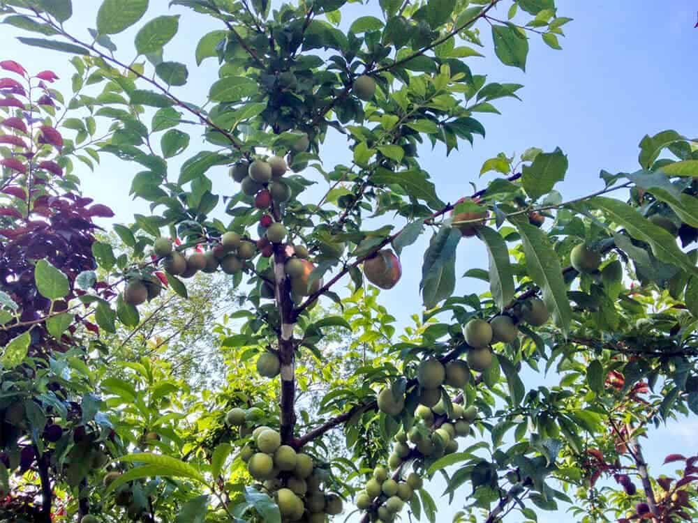 Bekijk de boom met 40 verschillende soorten fruit 40 40 soorten fruit